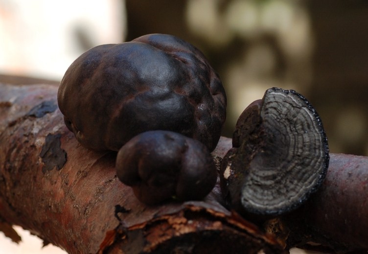 Giornata a San Rossore.